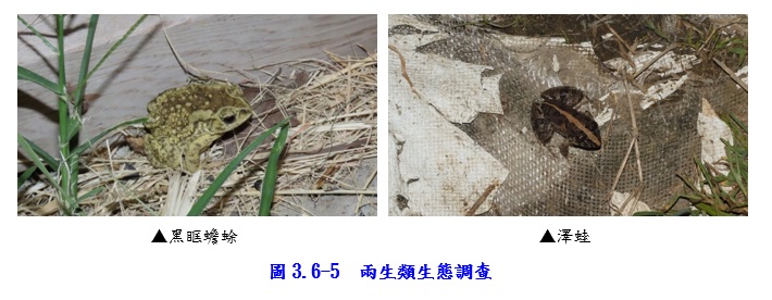 工區兩生類生態調查圖片
